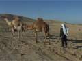El israelí que sabe murmurar al oído de los camellos