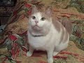 Pawly says Hello