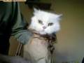 LOOKIN' KITTIE!