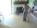 chihuahua tricks and heelwork