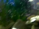 Clown Loach settled into their monster tank - NEW