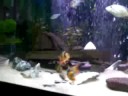 Clown Loach settled into their monster tank - NEW
