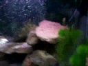 Clown Loach settled into their monster tank - NEW