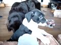 Bean and Minnie - Minnie\ Bean and Minnie - Minnie\