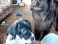 Bean and Minnie - Minnie's 2nd day