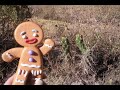 gingy en cusco   perú