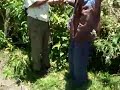 Integrated Pest Management - beneficial insect predators - a brief lesson in Tanzania