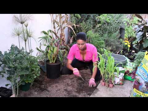 how to replant corn plant