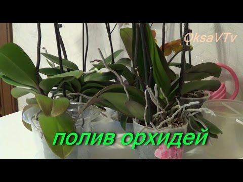 Уход за орхидеями как поливать Уход за орхидеями как поливать