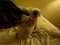 sachi - scottish fold kitten playing with yarn toys