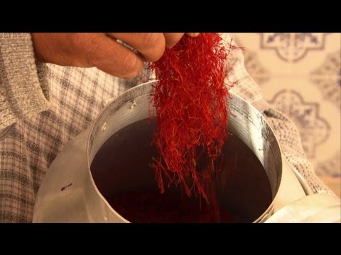 how to harvest saffron