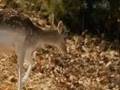 Baby Deer - Must See.