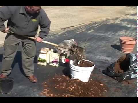 how to fertilize blueberries in pots