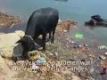 Greasy Ganges