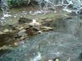Rushing Creek