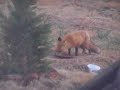 The fox eating