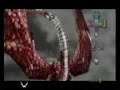 Defeating Argorok Defeating Argorok