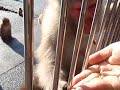 伊豆、波勝崎苑の猿（べろんチョ）Japanese Macaque Monkeys