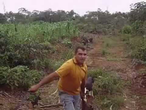 ataque dos porcos do mato.AVI