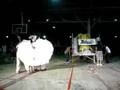Mulawin... Sagala ng mga Sikat 2008