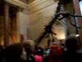 Tom in NYC- amnh1