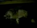monsho la pelicula