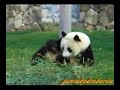 Panda Run!  ?????