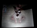 Nintendogs #3 Halloween
