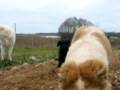 videos de Ricco