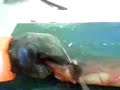 how to fillet a eel