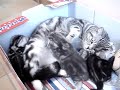 Dedee en haar kroost Dedee en haar kroost