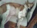 my dog, brithney's fave sleeping style