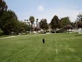 Watson the Poodle Fetches