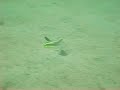 Dancing Fish
