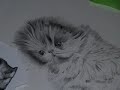graphite pencil drawing of a persian kitten