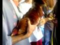 sagupaan sa alaminos 3