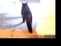 thievin catster thievin catster