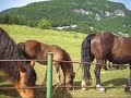 Konji - Hors