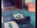 Verr�ckter Kater