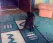 Verr&uuml;ckter Kater