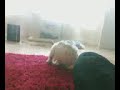 still funny after watching it 100 times