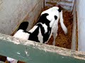 Tiny premature calf named Daisy