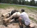 Gypsy Horse - Foaling - Filly Gina - Sire SD Laddie - Dam Royal Princess