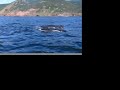 Whales at Cape Breton Summer 2006