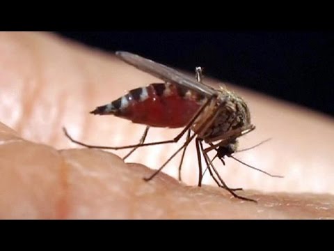Kuba meldet erste Zika-Infektion innerhalb des Landes