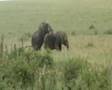 Horny Elephants 