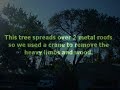 Large Oak Removal