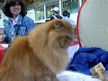 Lelli Kelly en World Cat Show 08, otra vez... Lelli Kelly en World Cat Show 08, otra vez...