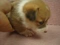 -母幼犬-日新犬舍