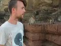 Lopburi Monkeys at Play Part 1